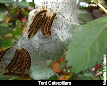 Types Of Moths In Roses