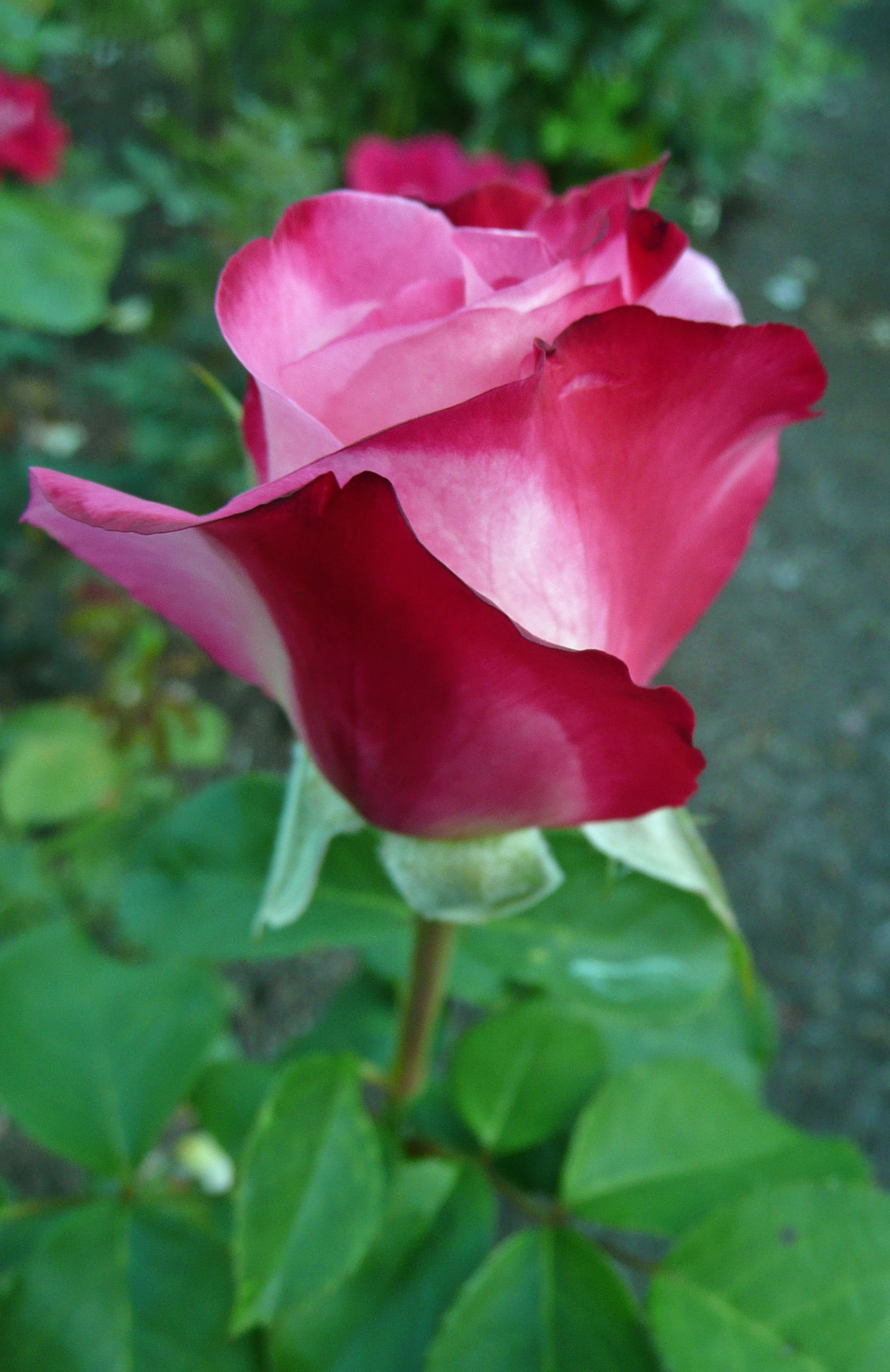Dozens of Wonderful Fragrant Roses - Marin Rose Society