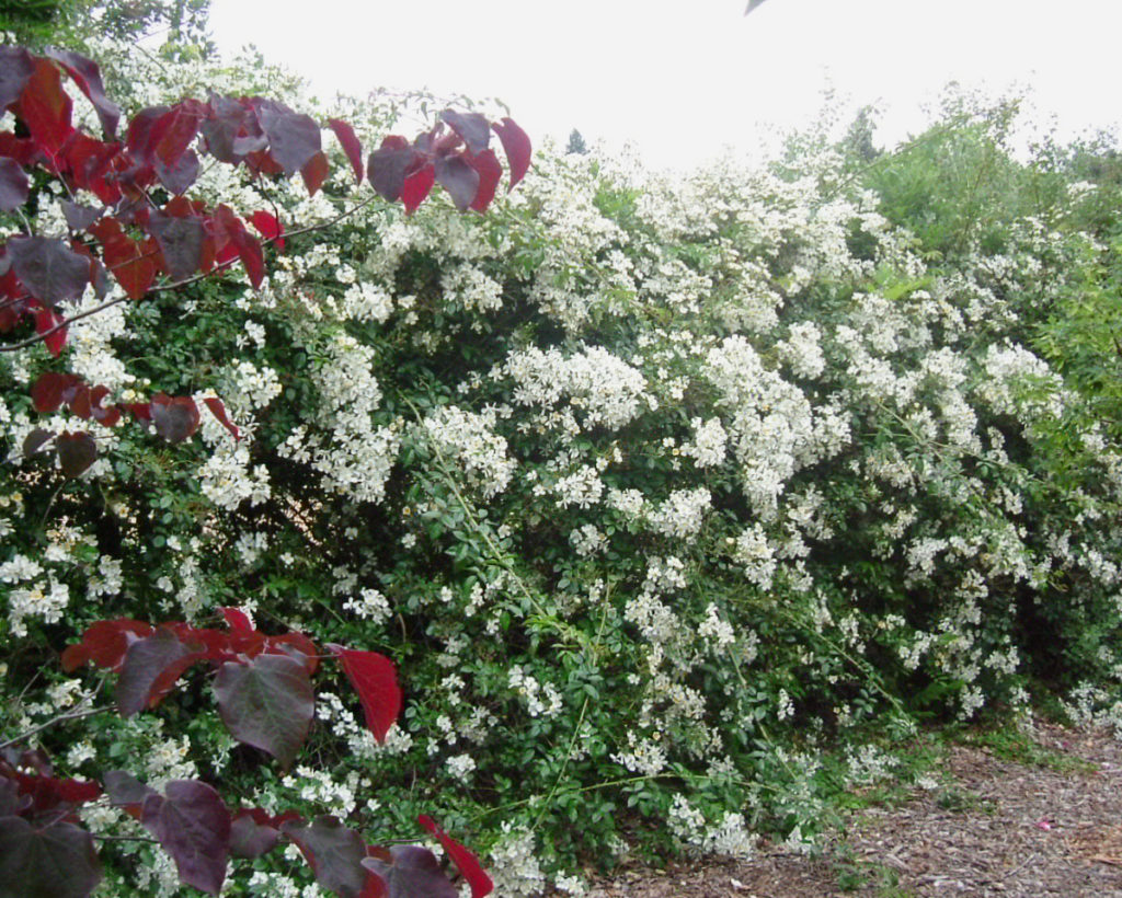 A close up of a flower
Description automatically generated