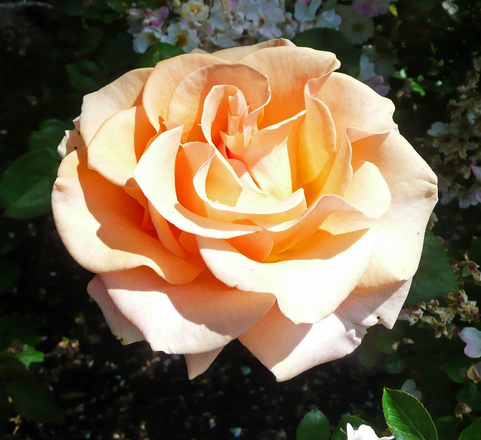 A Dozen Wonderful Apricot Roses - Marin Rose Society