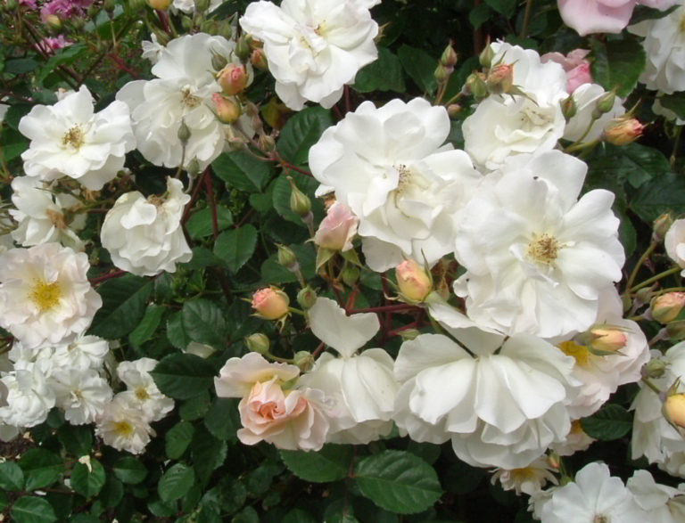 The World of Hybrid Musks - Marin Rose Society