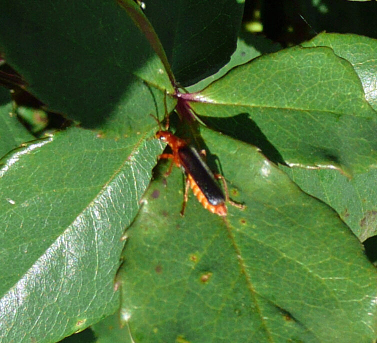 Who's that Bug? It's a Soldier Beetle Marin Rose Society